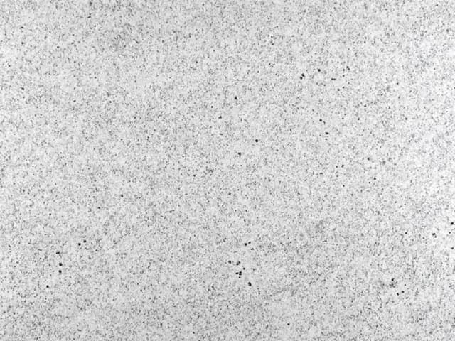 Dallas White Granite slab